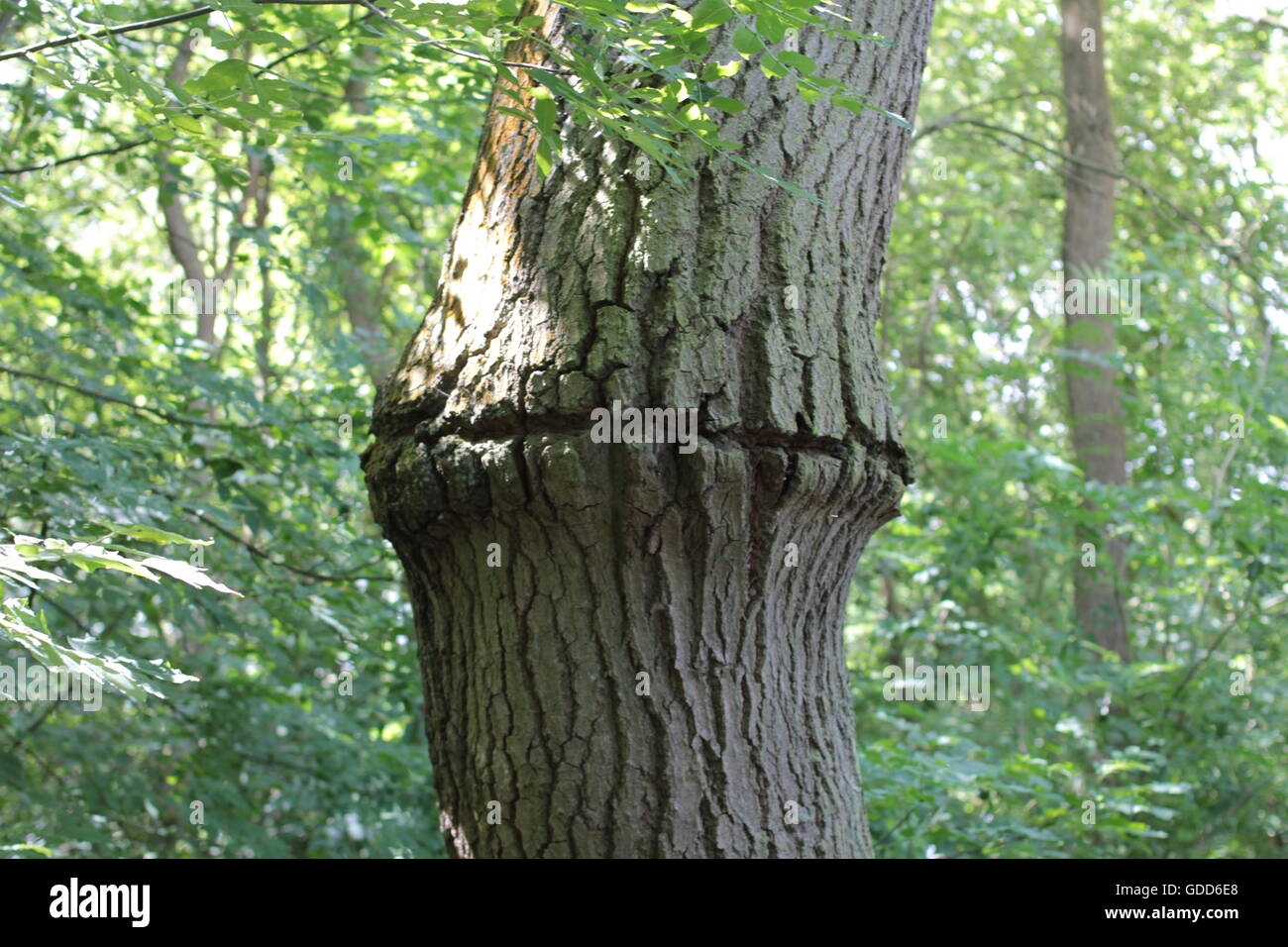 Baumstamm verbunden und wächst Stockfoto