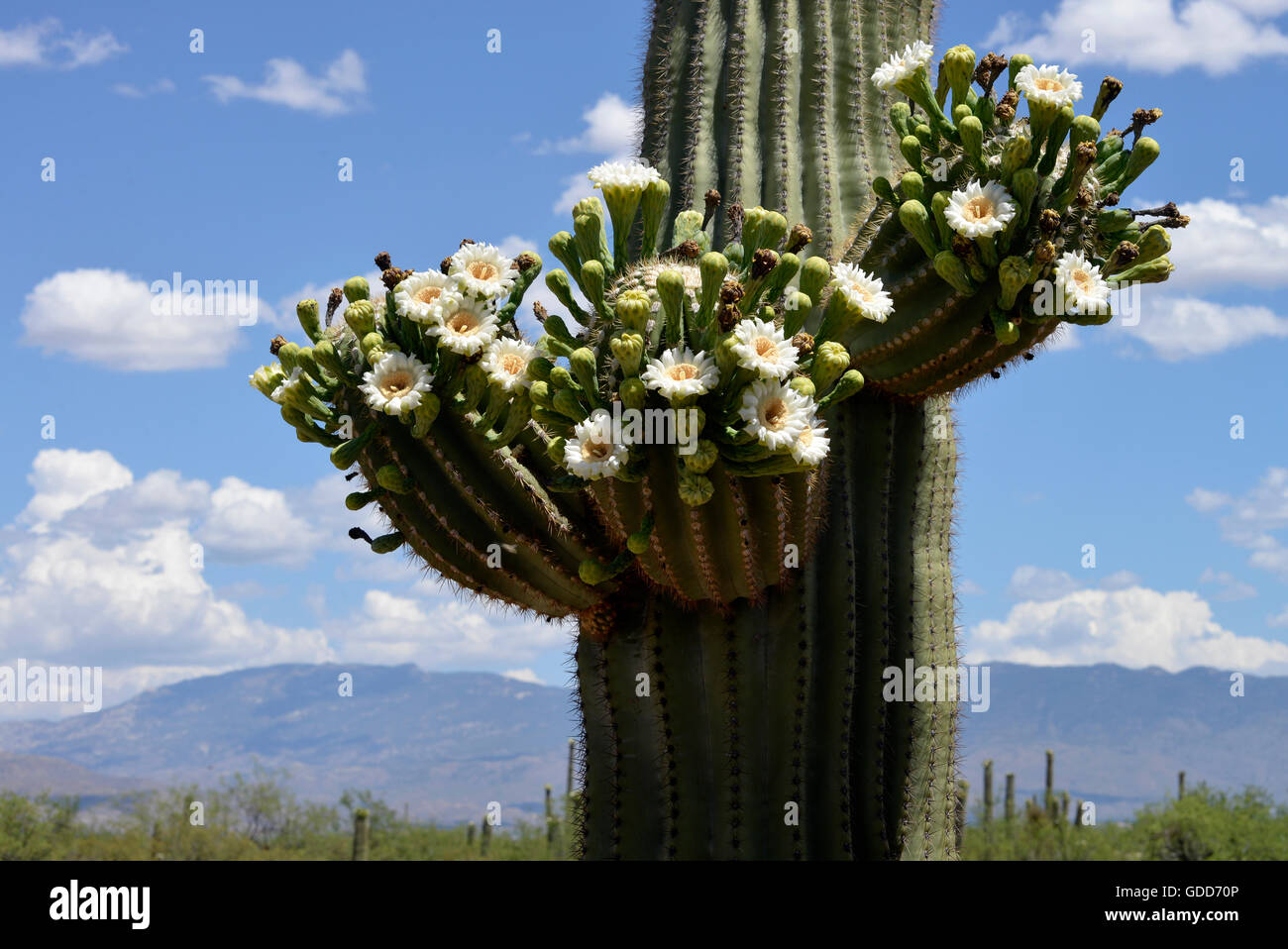 Saguaro Kaktus, (Carnegiea Gigantea), blühen im Sabino Canyon, Coronado National Forest, Sonora-Wüste, Tucson, Arizona, USA. Stockfoto