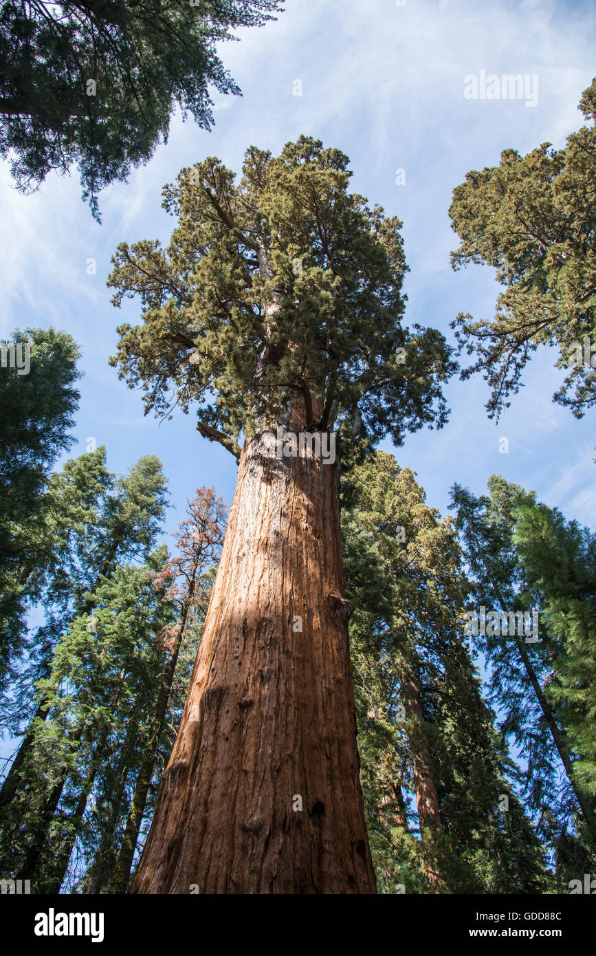 General Sherman Tree, Sequoia Nationalpark, Kalifornien, USA Stockfoto