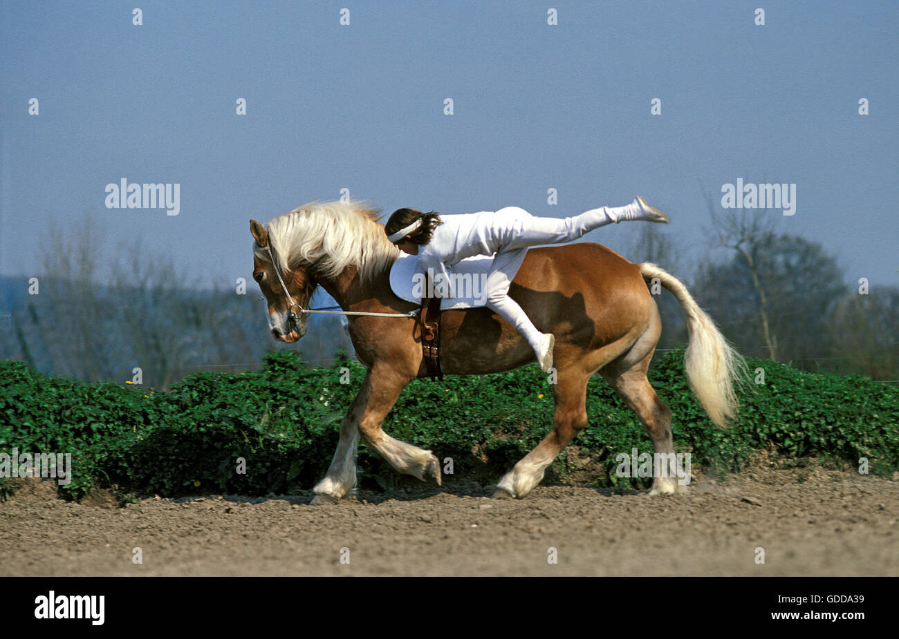 Teenager, montierten Gymnastik, Voltige mit Haflinger Pferd, Deauville in Frankreich Stockfoto Teenager, montierten Gymnastik, Voltige mit Haflinger Pferd, Deauville in Frankreich Stockfoto