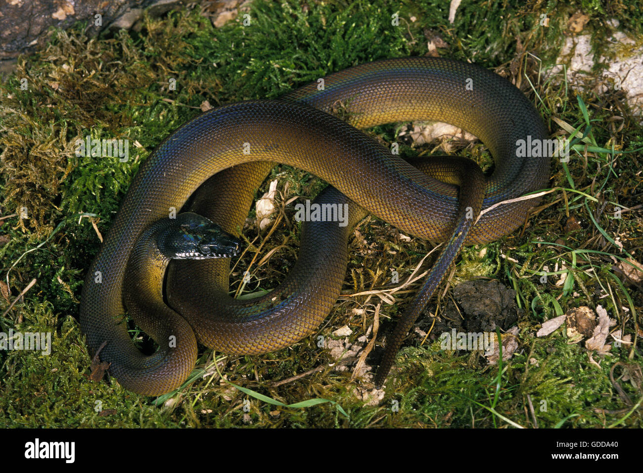 Weiße Lippen Python, Liasis Albertisi, Erwachsene auf Rasen Stockfoto