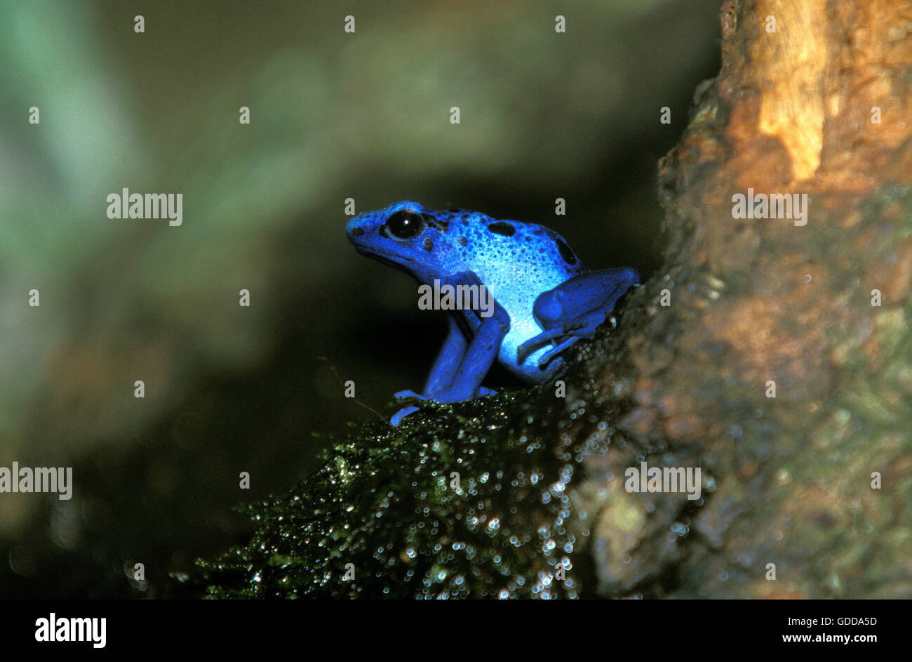 BLUE POISON FROG Dendrobates azureus Stockfoto