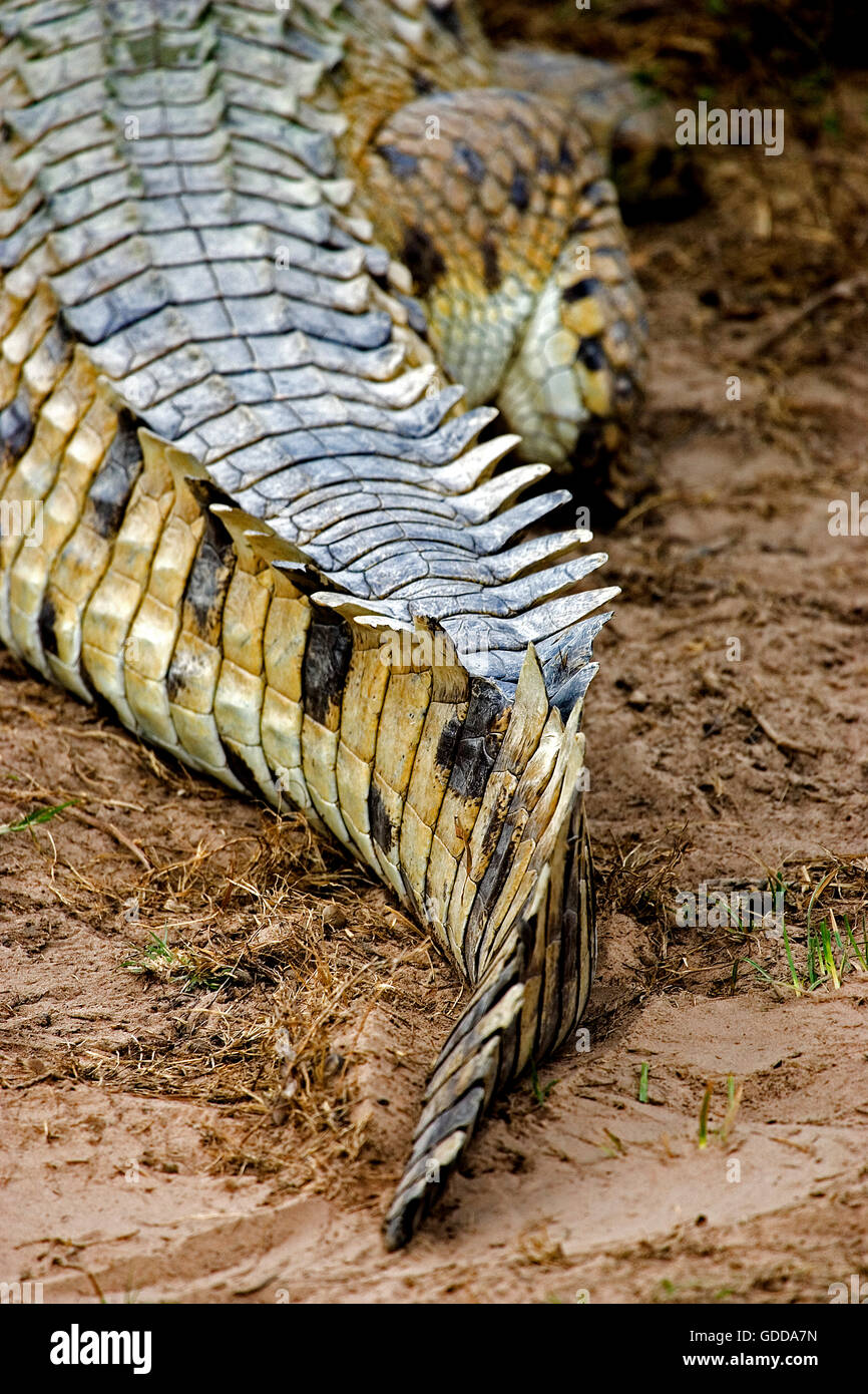 Orinoco Krokodil Crocodylus Intermedius, Erwachsener, Nahaufnahme