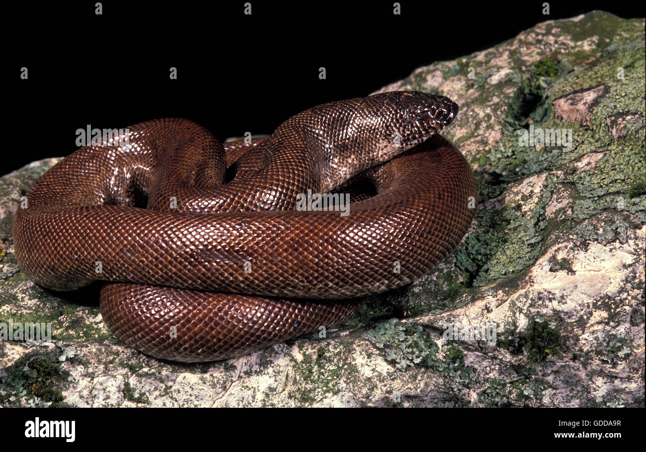 Indische Sand Boa, Eryx johnii Stockfoto