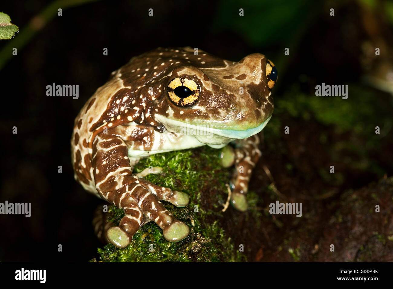 Amazon Milch Frosch, Phrynohyas Resinifictrix, Erwachsene Stockfoto