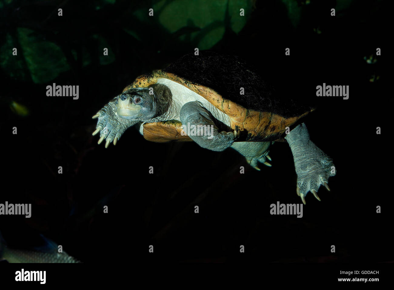 ASIATISCHER Teich Schildkröte oder Tempel RIESENSCHILDKRÖTE Heosemys Grandis, Erwachsene Stockfoto