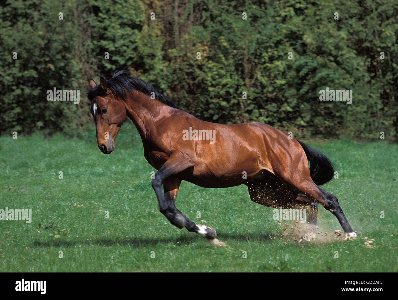 Selle Francais Pferd, Erwachsenen im Galopp Stockfoto
