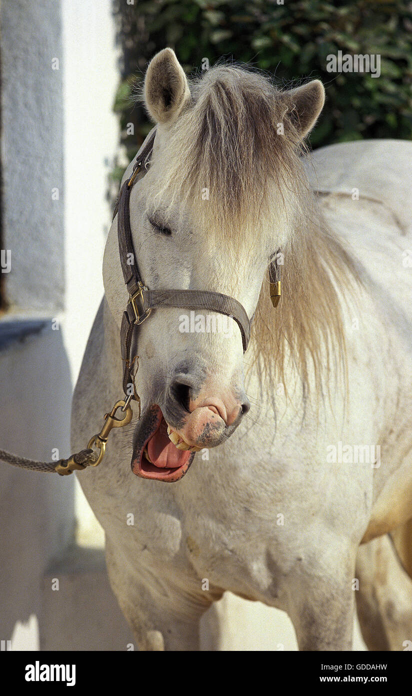 Pferd wiehern Fotos und Bildmaterial in hoher Auflösung Alamy
