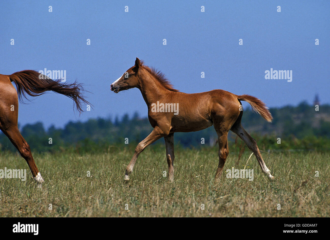 Anglo Arab Horse, Fohlen auf Wiese Stockfoto