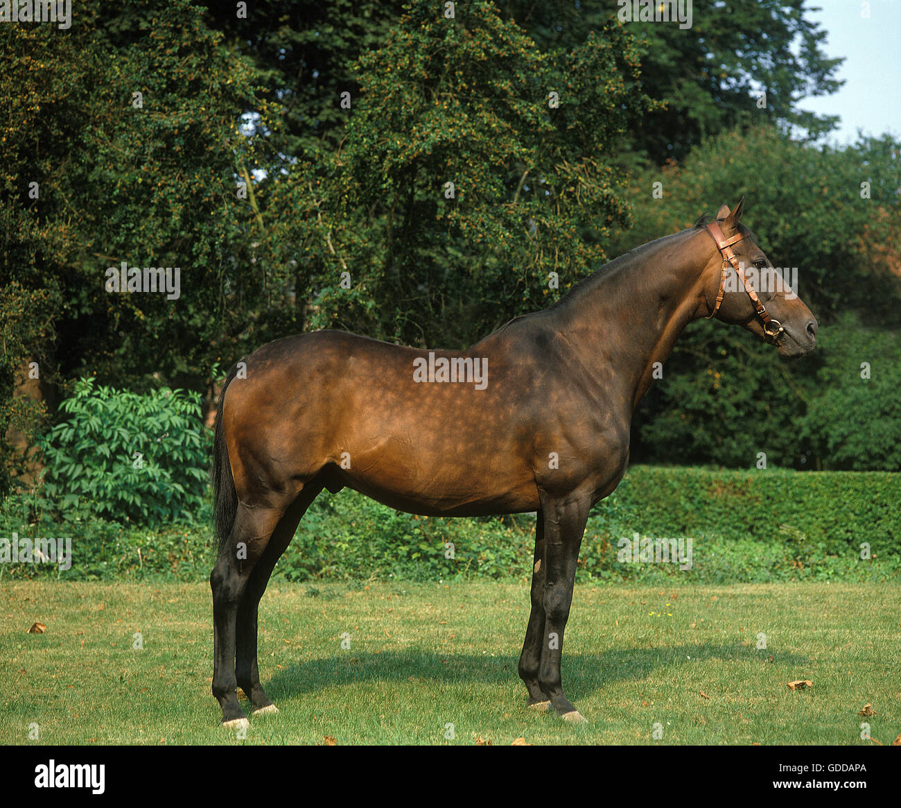 ARABISCHES PFERD, HENGST Stockfoto