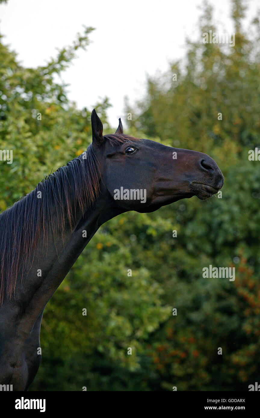 Englisches Vollblut Pferd, Portrait des Mannes Stockfoto