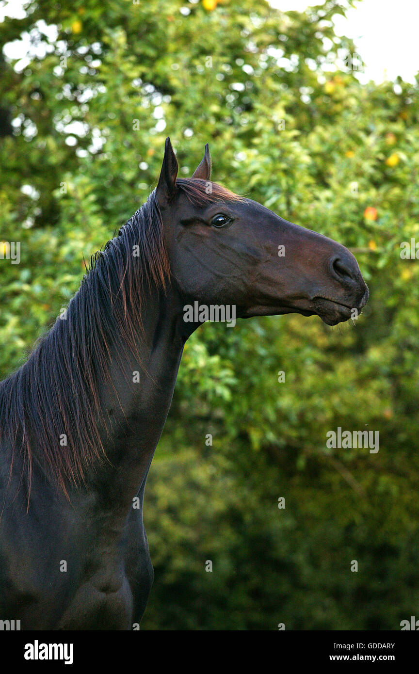ENGLISCHES VOLLBLUT PFERD, PORTRAIT DES MANNES Stockfoto