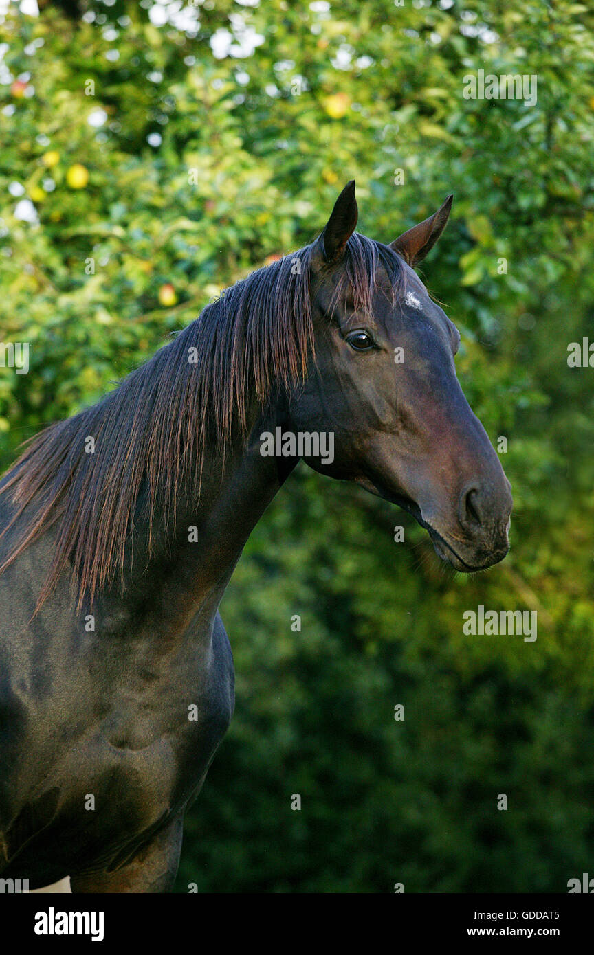 ENGLISCHES VOLLBLUT PFERD, PORTRAIT DES MANNES Stockfoto