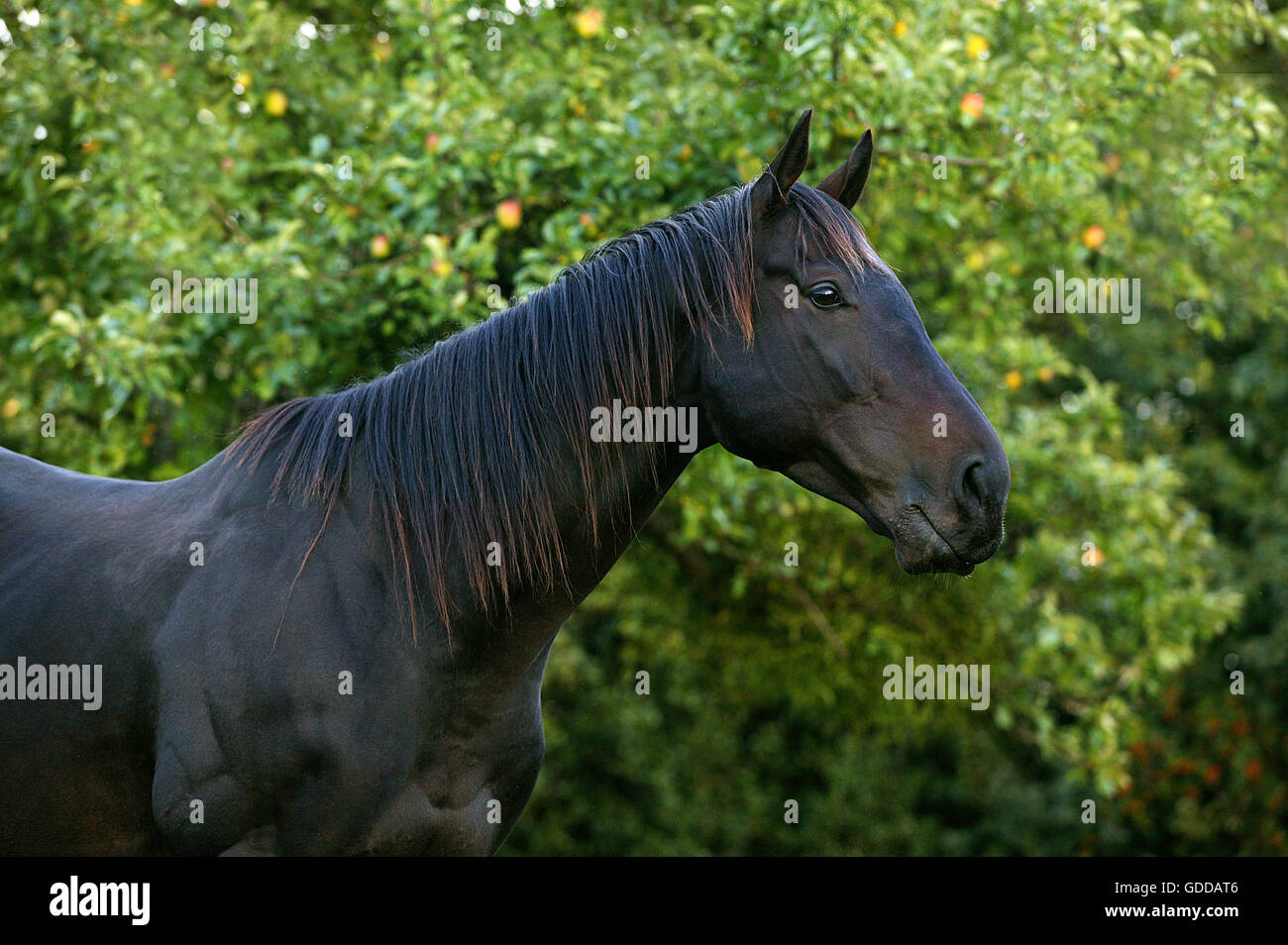 ENGLISCHES VOLLBLUT PFERD, PORTRAIT DES MANNES Stockfoto