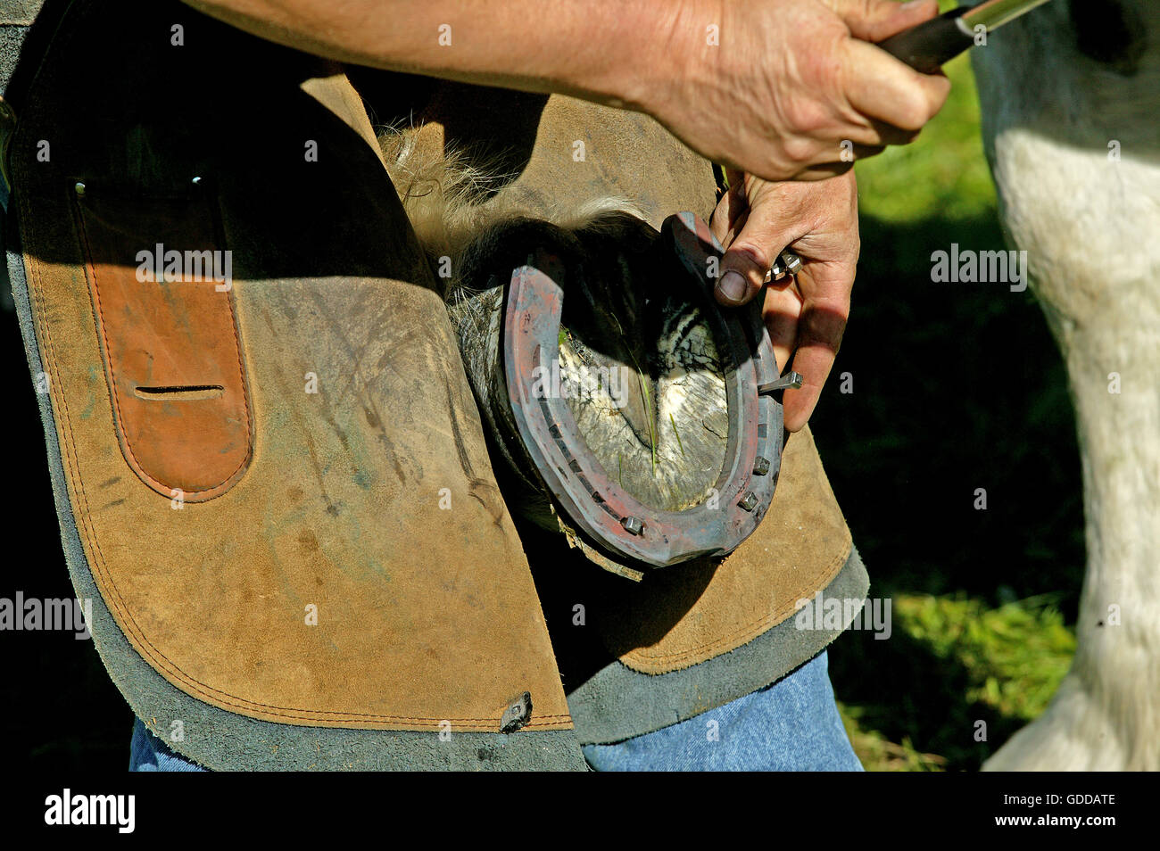 Schmied mit Percheron Pferd, schlagen in neu eingesetzte Pferde Schuh Nagel Stockfoto