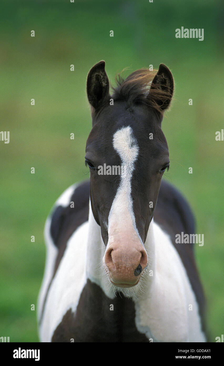 Paint Horse, Porträt von Fohlen Stockfoto