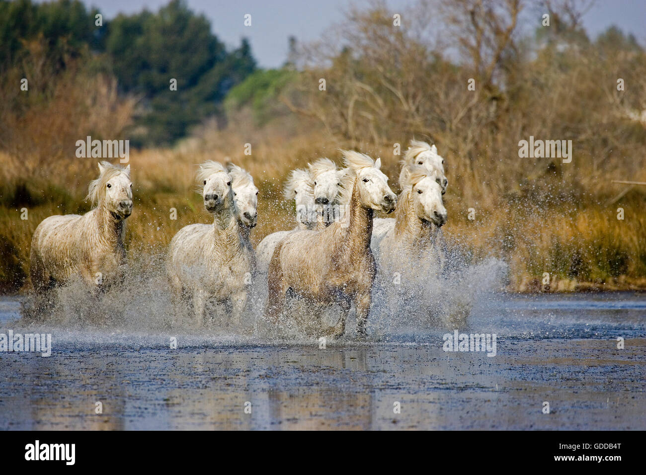 Camargue-Pferd, Herde stehend im Sumpf, Saintes Marie De La Mer in der Camargue, im Süden Frankreichs Stockfoto