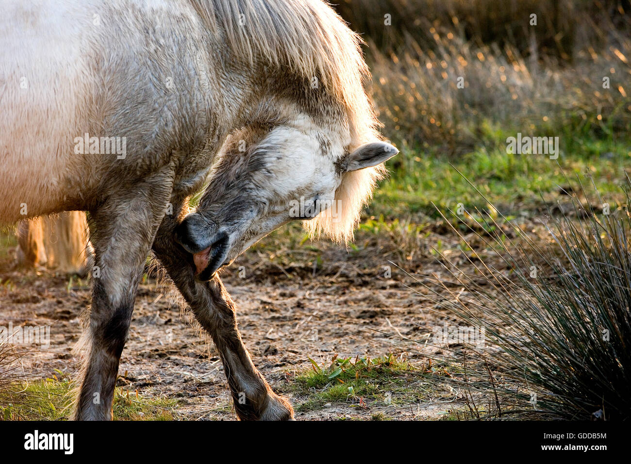 Camargue-Pferd, Erwachsenen kratzen Bein, Saintes Marie De La Mer in der Camargue, im Süden Frankreichs Stockfoto