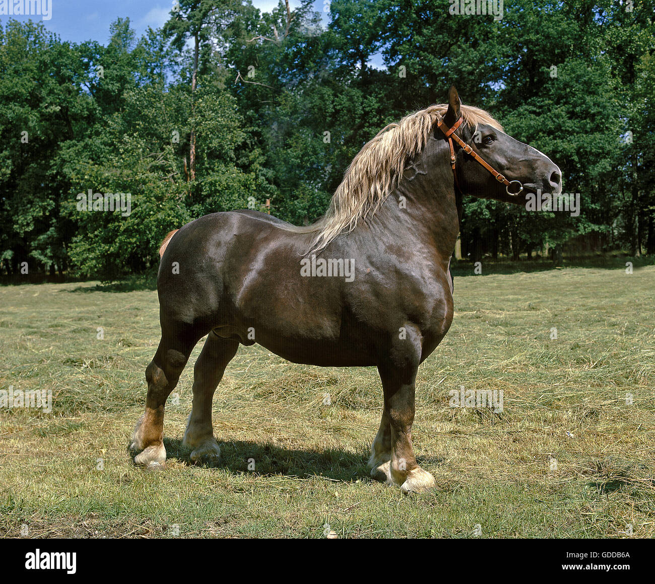 POSTIER BRETON, FRISCH GEZAPFTES PFERD, HENGST, STEHEND AUF GRASLAND Stockfoto
