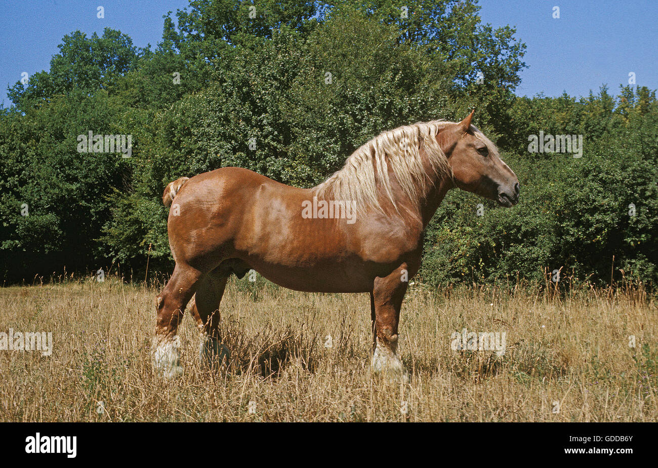 POSTIER BRETON, FRISCH GEZAPFTES PFERD, HENGST, STEHEND AUF GRASLAND Stockfoto