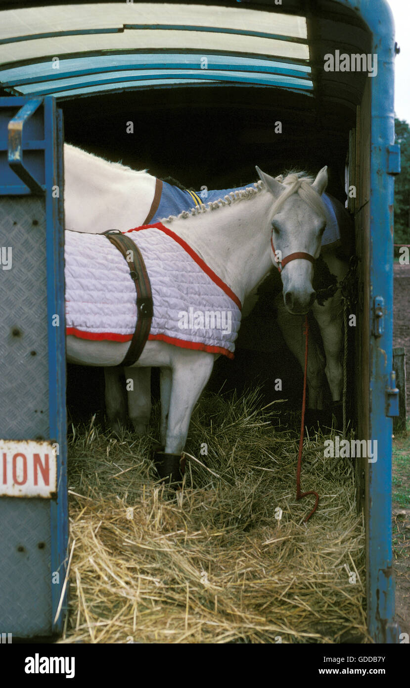 Pferde stehen im Pferdeanhänger Stockfoto