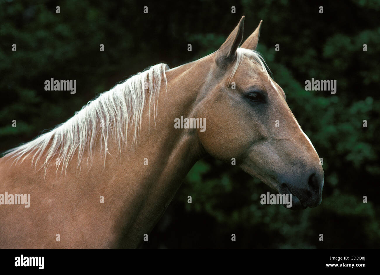 Quarter Horse, Porträt von Erwachsenen Stockfoto