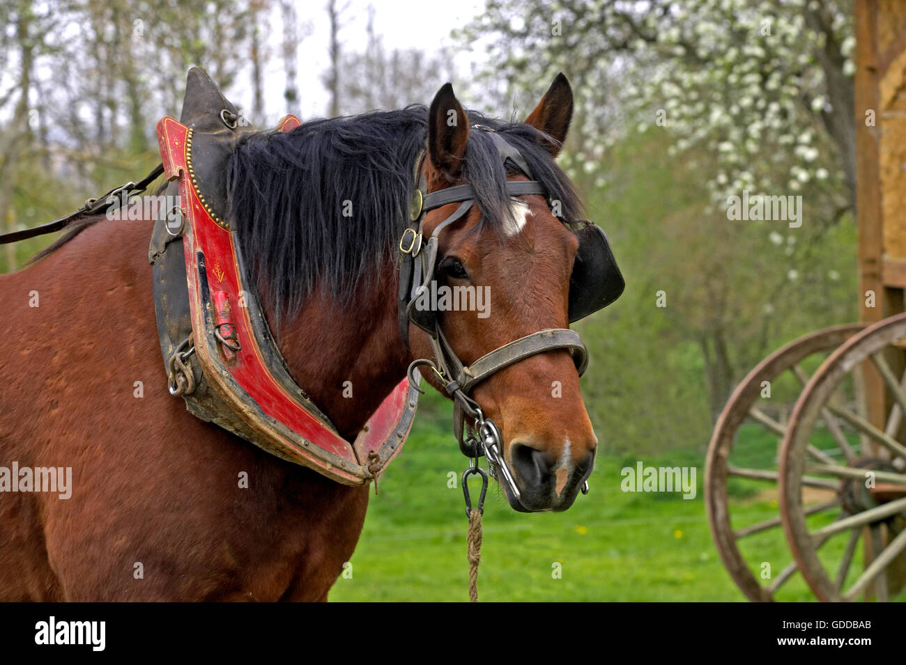 Geharnischten Cob Normand Horse Stockfoto