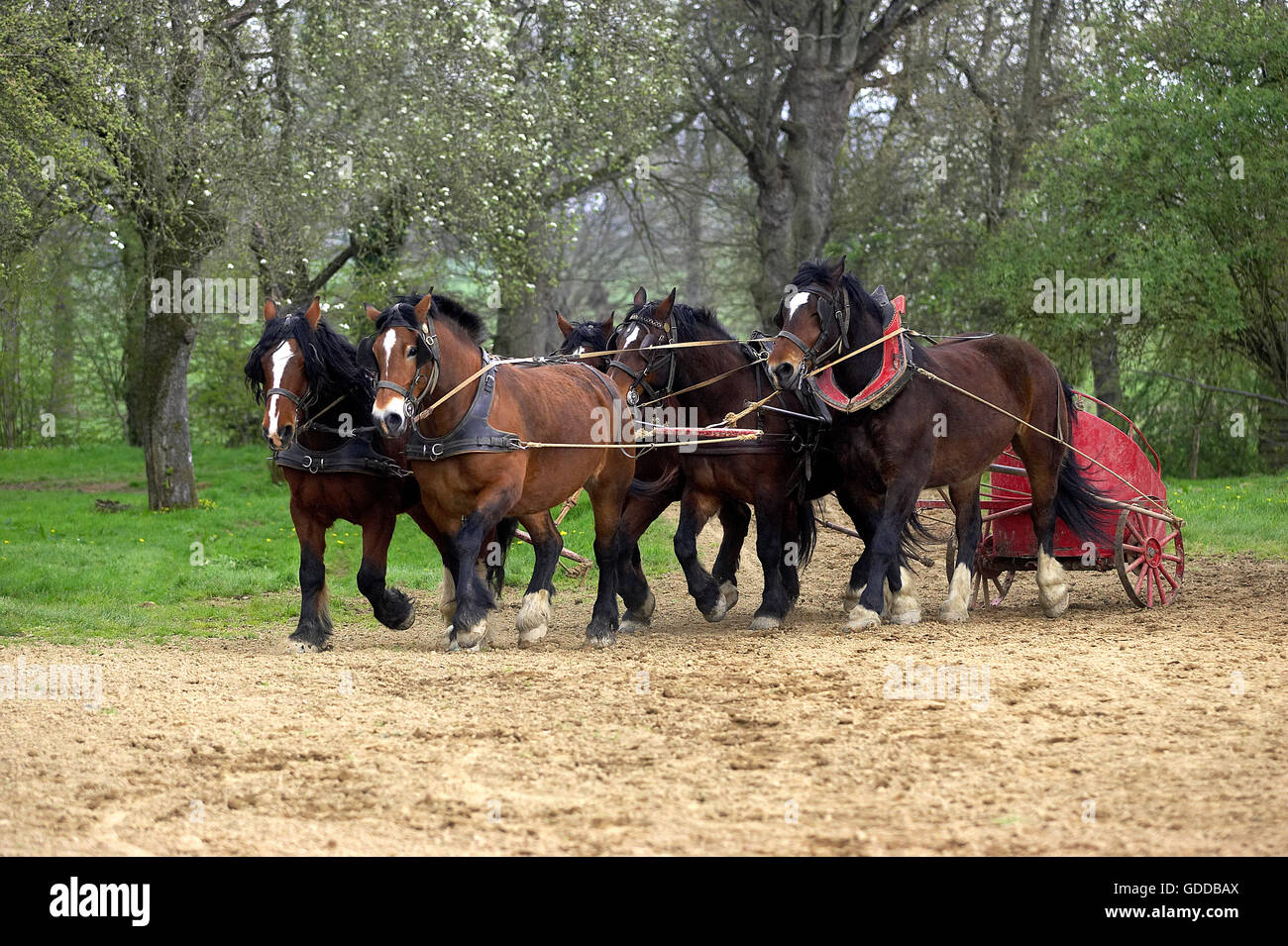 COB Normand Horse, ein Zugpferd Rasse aus der Normandie Stockfoto