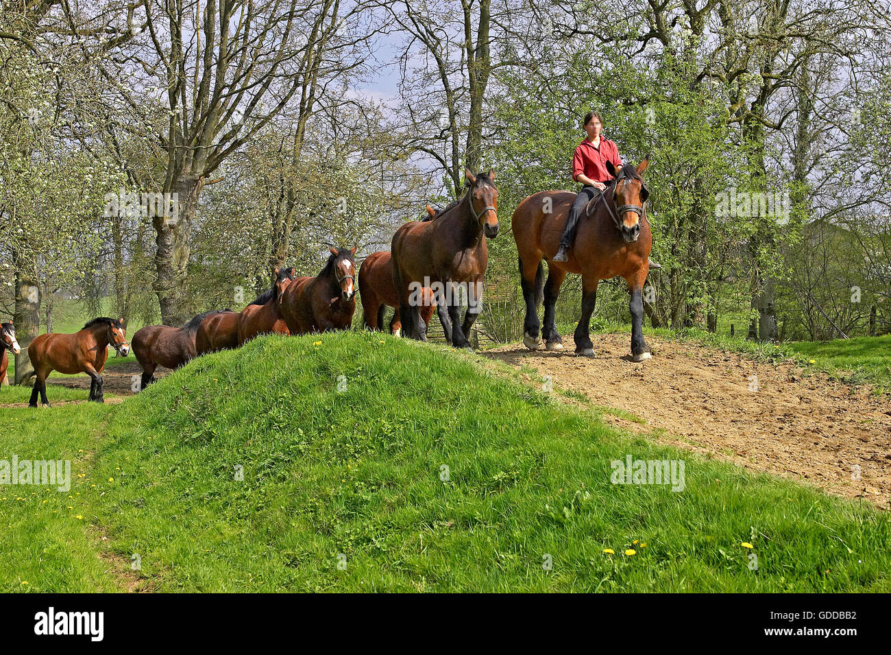 COB Normand Horse, ein Zugpferd Rasse aus der Normandie Stockfoto