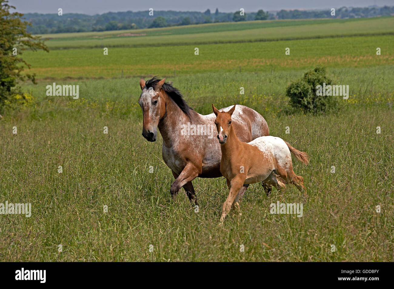 Appaloosa Horse, Stute mit Fohlen in Wiese Stockfoto