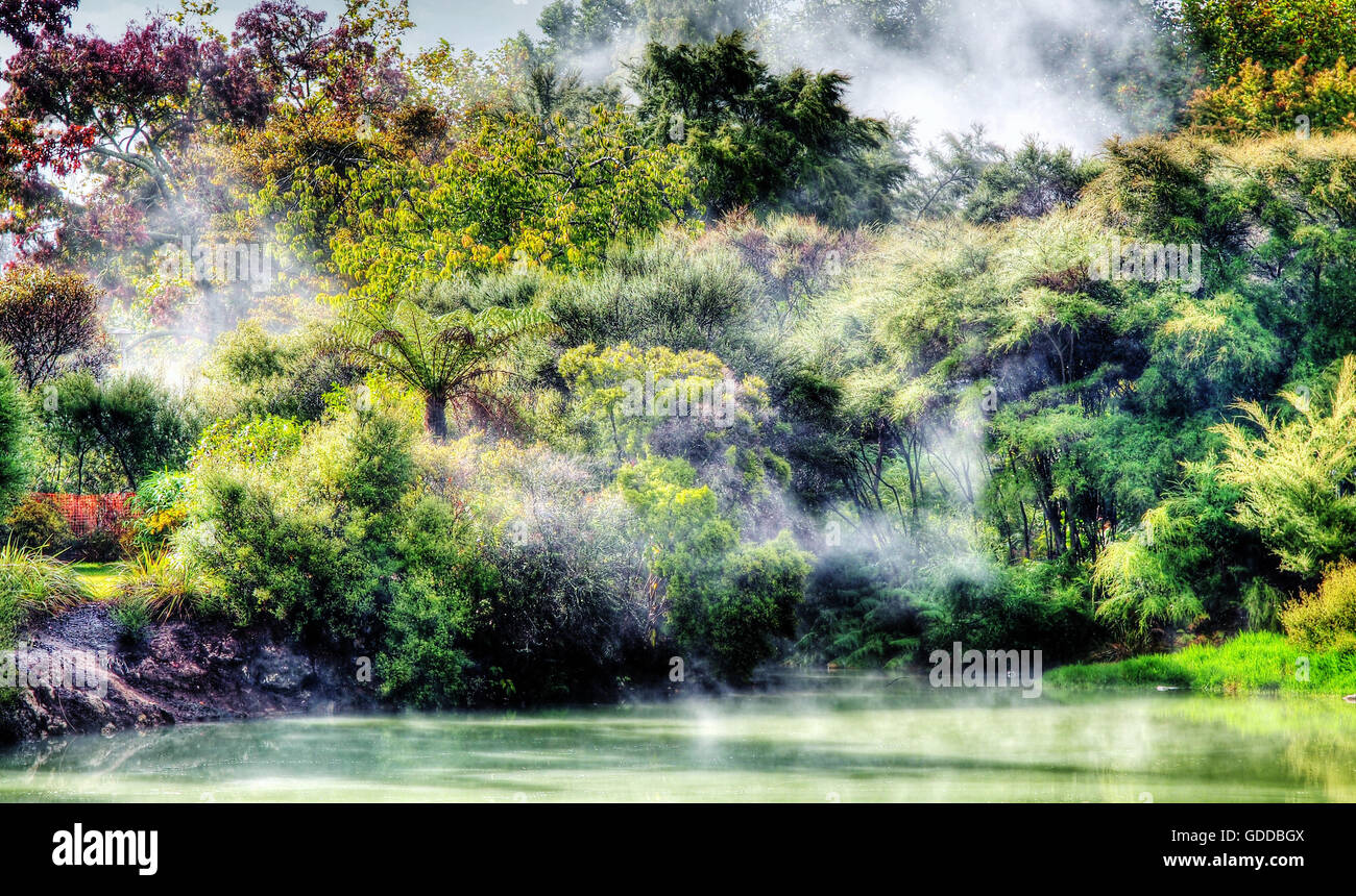 Rotorua, Neuseeland, Regenwald, Nebel, Dampf, heiße Quellen, See, mystisch, Stimmung, Nordinsel, Bäume, Pflanzen Stockfoto