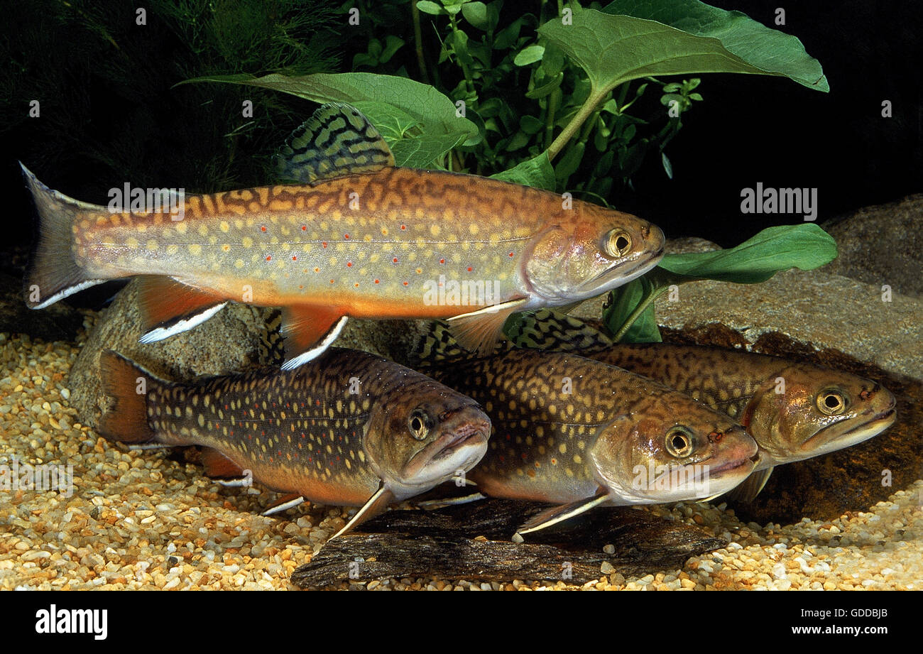 BACHSAIBLING Namaycush fontinalis Stockfoto