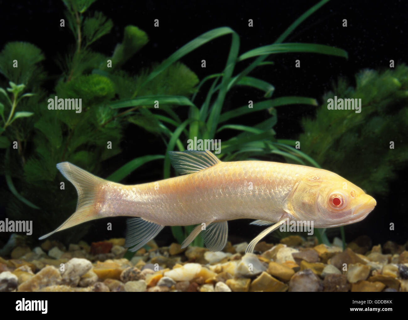 Albino Graskarpfen Ctenopharyngodon idella Stockfoto