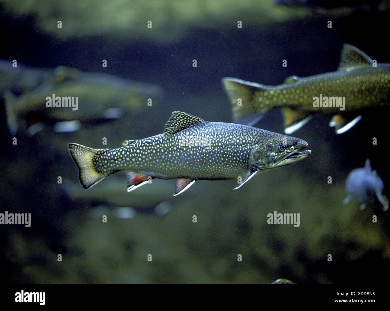 Bach Forellen, Namaycush Fontinalis, Erwachsene Stockfoto