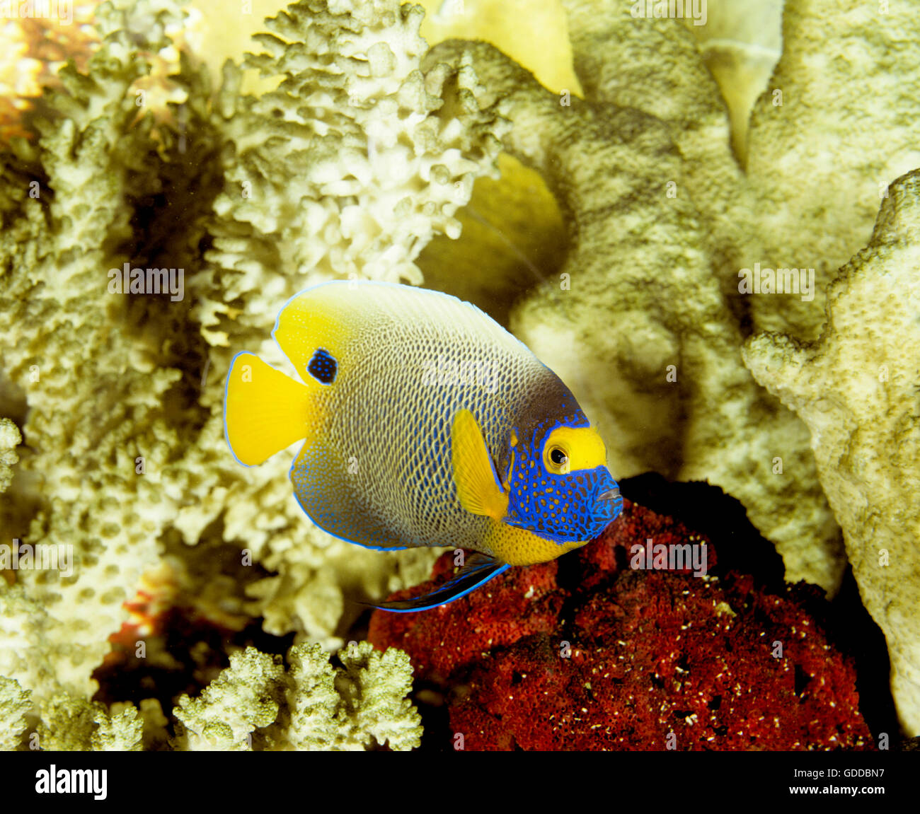 BLUEFACE KAISERFISCH-Pomacanthus xanthometopon Stockfoto