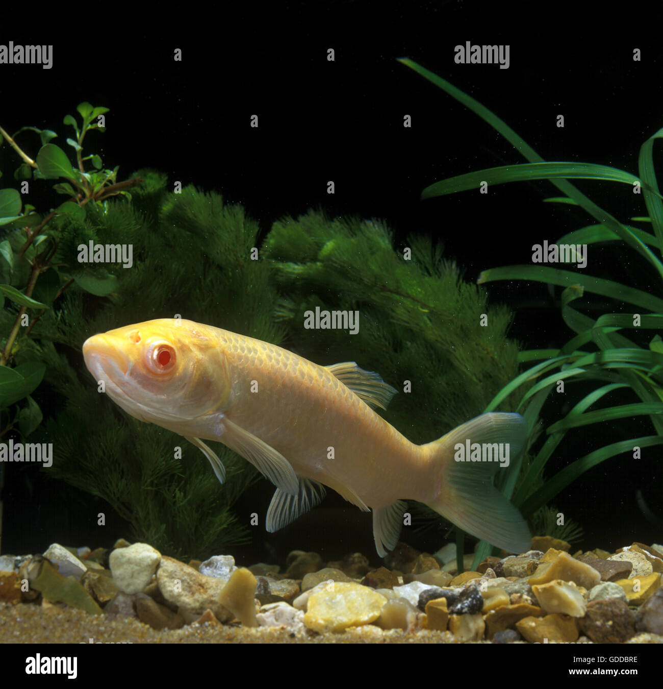 Graskarpfen Ctenopharyngodon Idella, Albino-Fisch Stockfoto