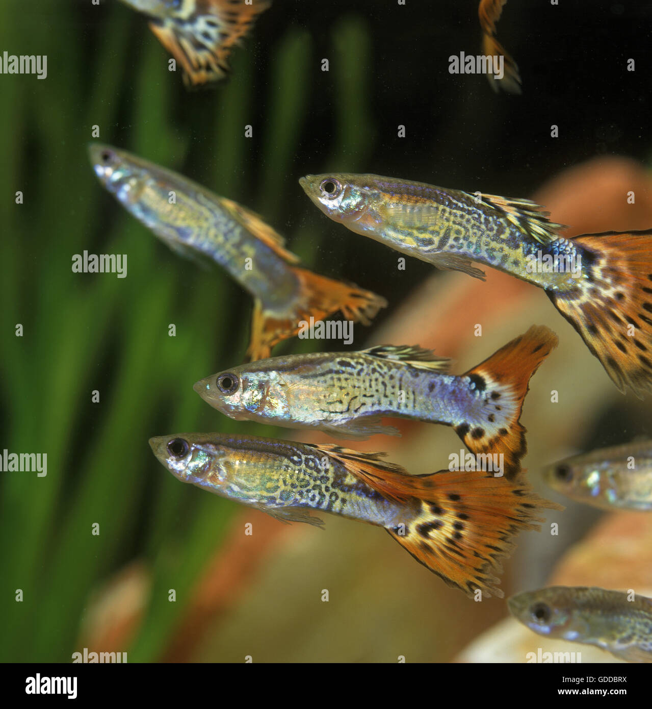 Guppy, Poecilia Reticulata, Aquarium Fische Stockfotografie Alamy