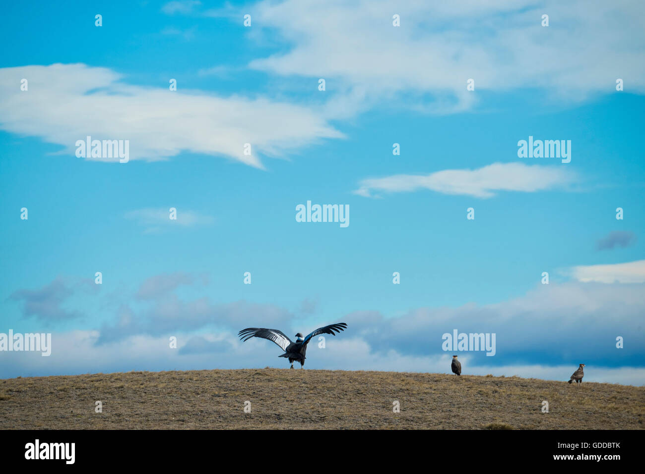 Südamerika, Chile, Patagonien, Magallanes Region, Torres del Paine, Nationalpark, UNESCO, Welterbe, condor Stockfoto