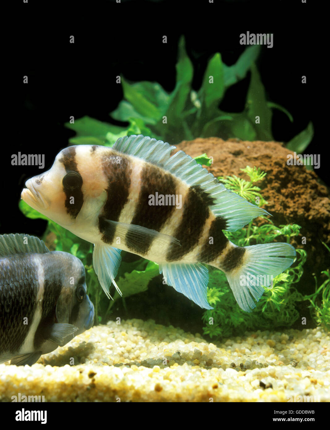 Frontosa cichliden cyphotilapia frontosa Fotos und Bildmaterial in