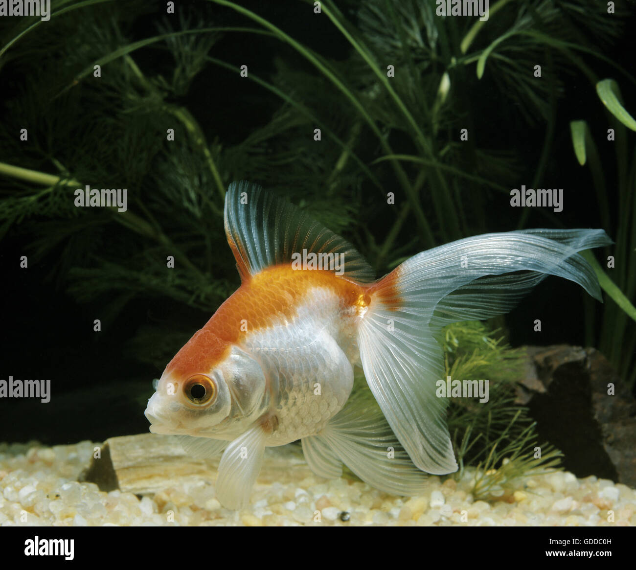 Schleierschwanz goldfisch Fotos und Bildmaterial in hoher Auflösung