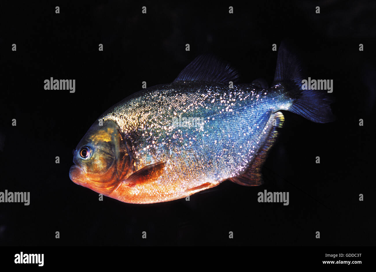 ROTE PIRANHAS Pygocentrus Nattereri vor schwarzem Hintergrund Stockfoto
