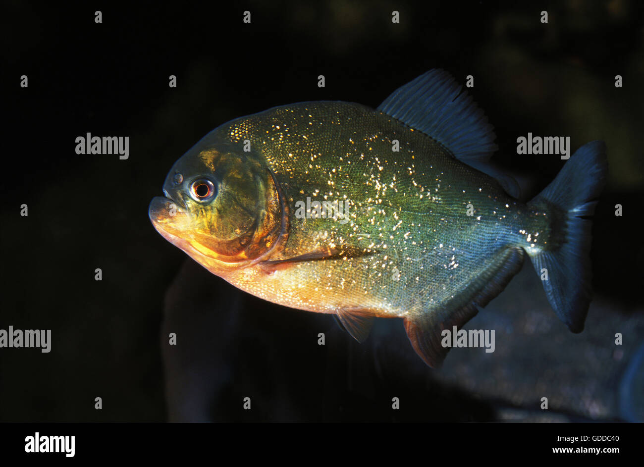 ROTE PIRANHAS Pygocentrus nattereri Stockfoto