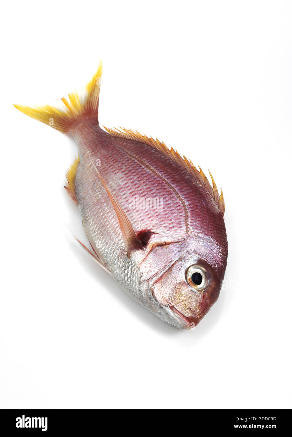 Red Sea Bream, Pagellus Bogaraveo, Frischfisch vor weißem Hintergrund Stockfoto