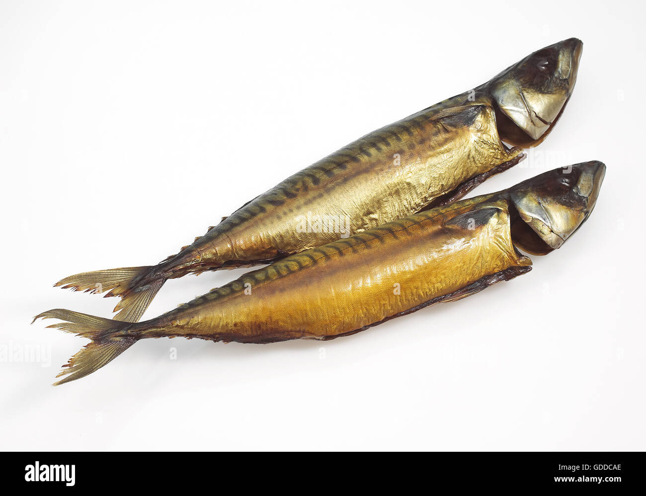 Geräucherte Makrele, Scomber Scombrus, fischt vor weißem Hintergrund Stockfoto