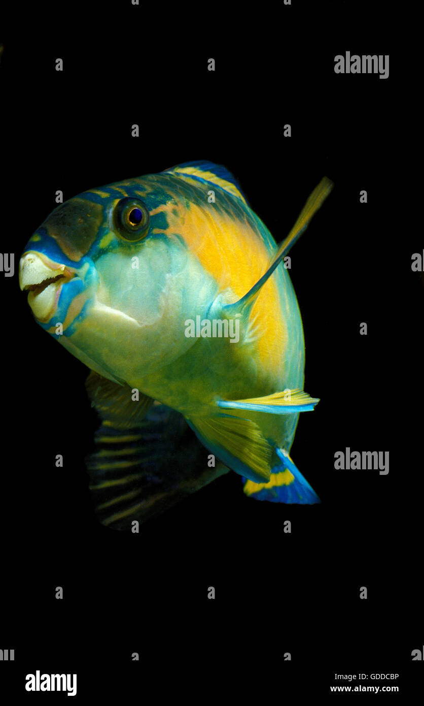 Papageienfische, Scarus Sordidus, Erwachsene auf schwarzem Hintergrund Stockfoto