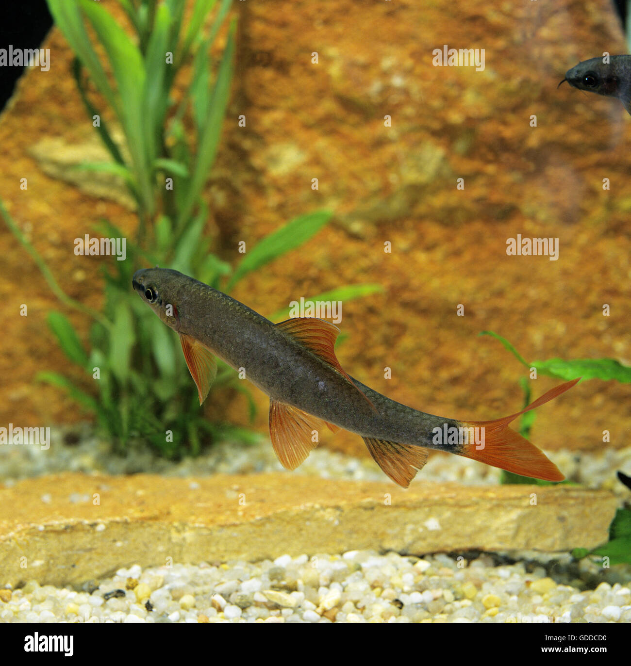 Labeo bicolor, Epalzeorhynchos Erythrurus, junge Fische Stockfoto