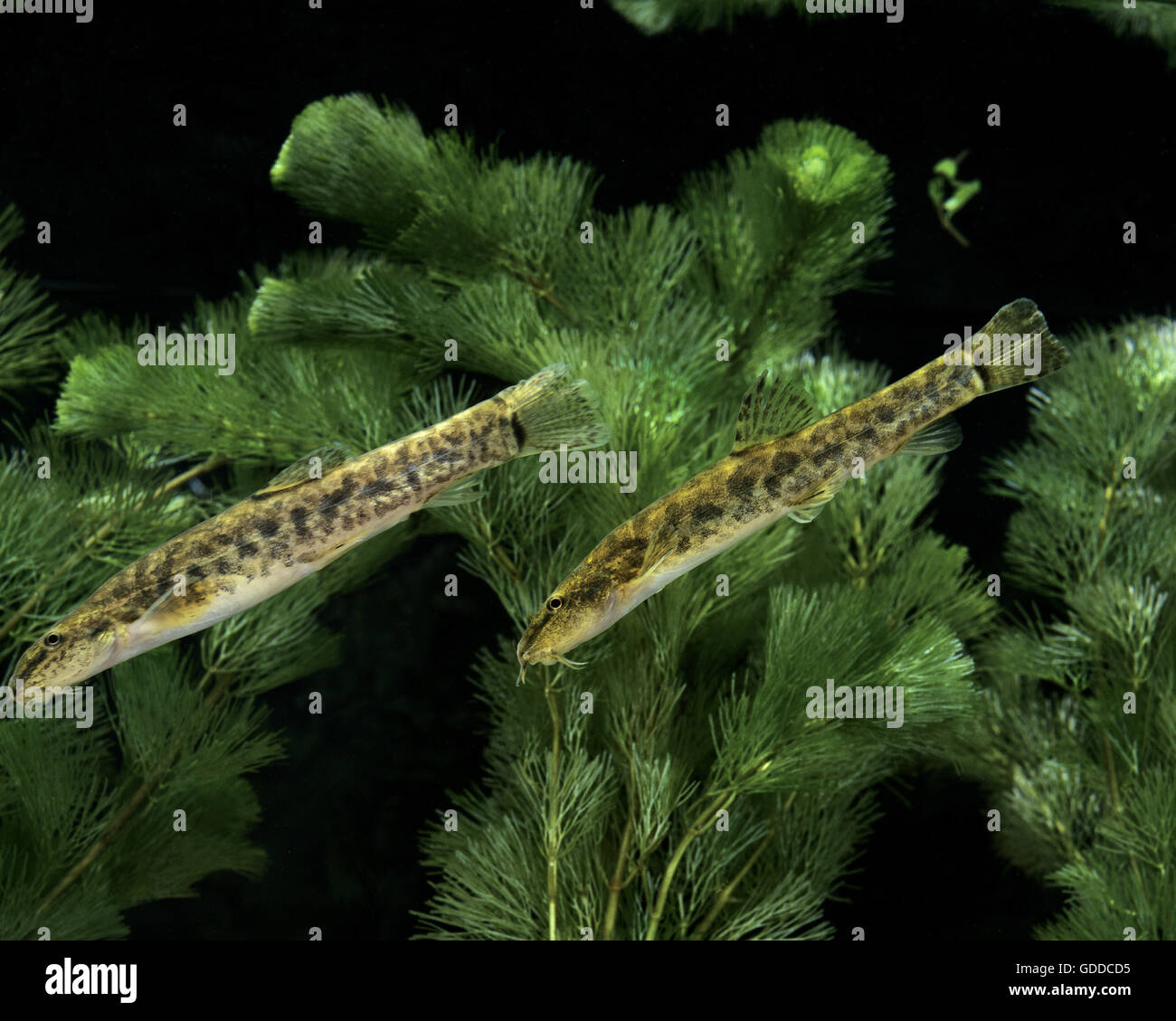 Spined Loach, Cobitis taenia Stockfotografie Alamy