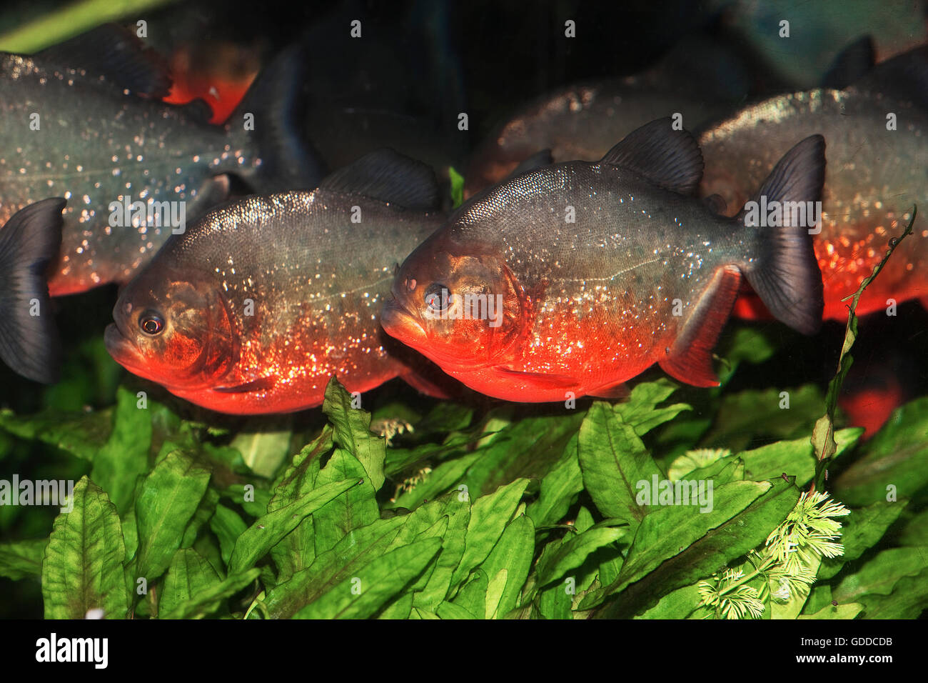 ROTE PIRANHAS Pygocentrus Nattereri, Erwachsene Stockfoto