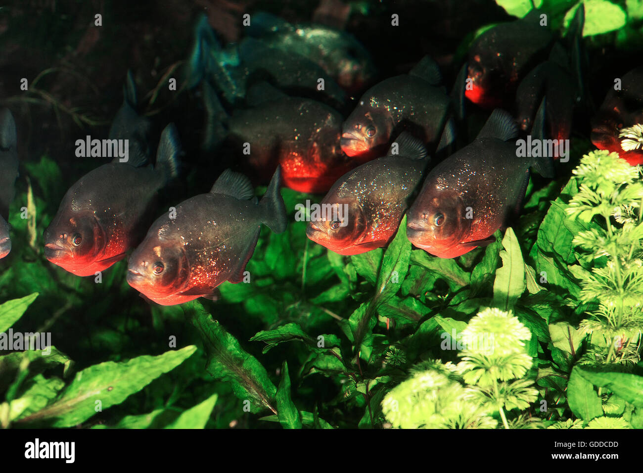 ROTE PIRANHAS Pygocentrus Nattereri, Gruppe schwimmen durch Wasserpflanzen Stockfoto