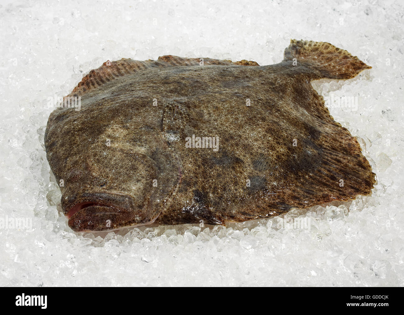 FRISCHEN Steinbutt Scophthalmus Maximus ON ICE Stockfoto